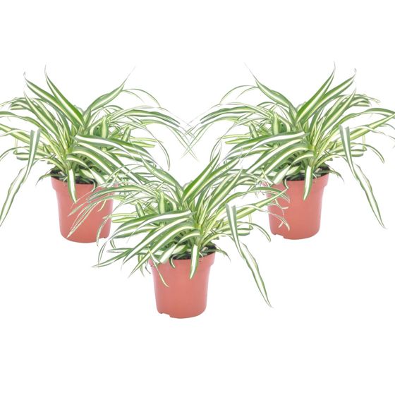Hämähäkkikasvi - 3 kpl - Chlorophytum comosum 'Atlantic' - K25-40cm - ⌀12cm