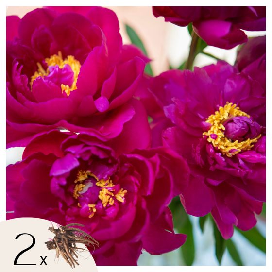 Pioni - 2 kpl - Paeonia 'Karl Rosenfield' - Juurenpalat - Vaaleanpunainen