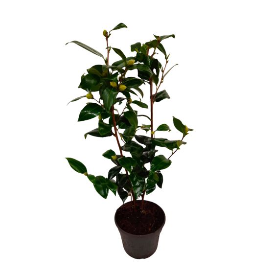 Japanin kamelia - Camellia japonica 'Brush Field' - Korkeus 50-60cm - ⌀15cm