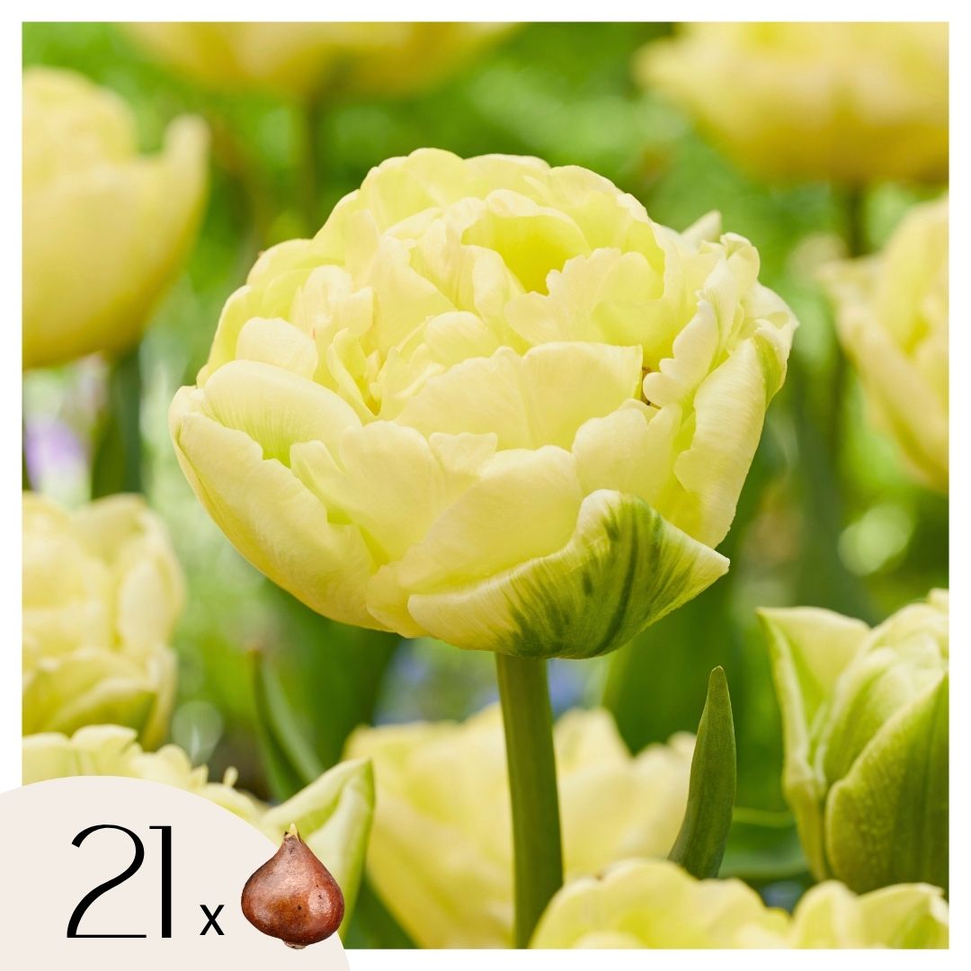 Tulppaaninsipulit - 21 kpl - Tulipa 'Avant Garde' - Kukkasipulit - Keltainen