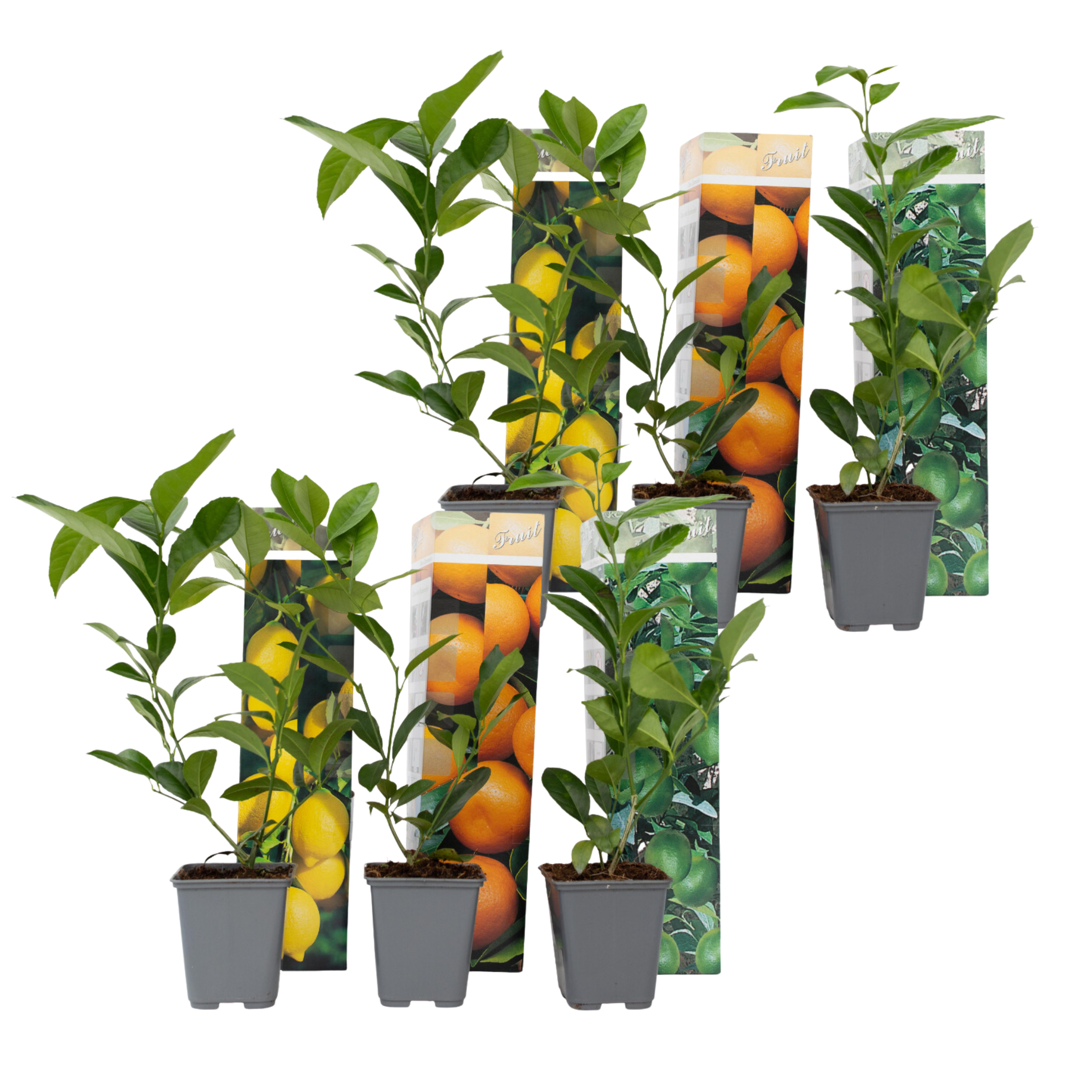 Sitrusmix - 6 kpl - Citrus limon - Korkeus 25-40 cm - ⌀9 cm