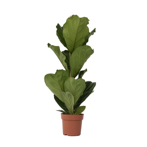Viulunlehtifiguuri - Ficus lyrata - Korkeus 70-90cm - ⌀21cm