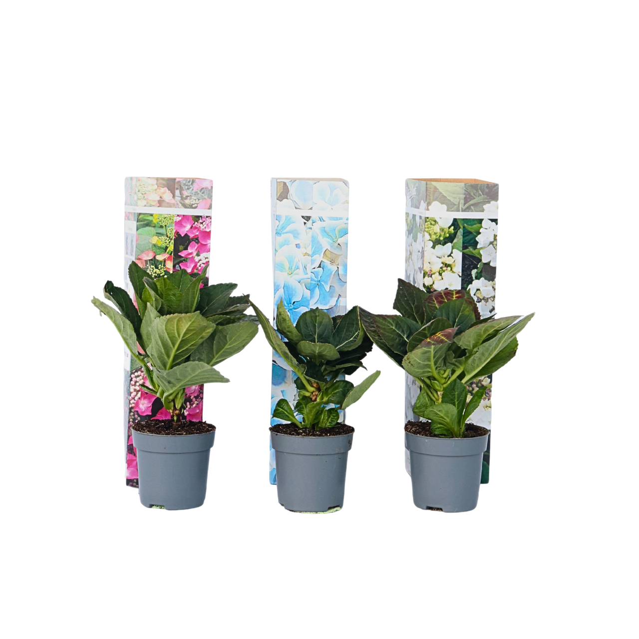 Hortensia - 3 kpl - Hydrangea macrophylla - Korkeus 25-40cm - ⌀9cm
