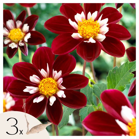 Daalian juurakot - 3 kpl - Dahlia 'Mary Evelyn' - Kukkasipulit - Punainen