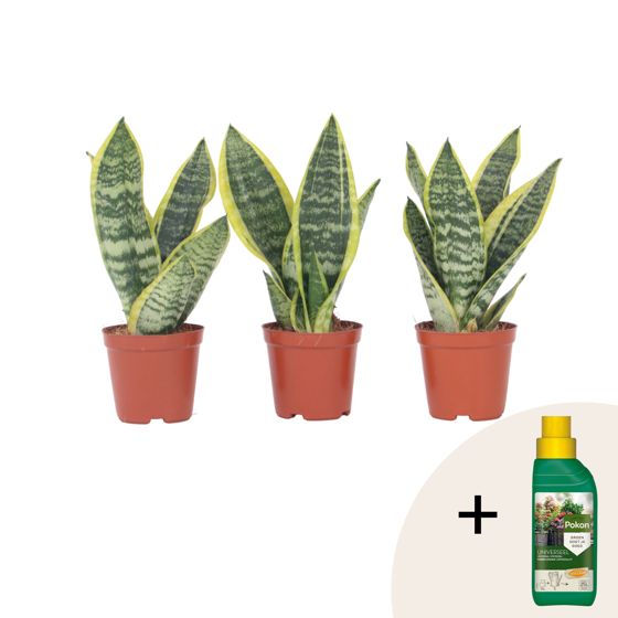 Makonkasvi - 3 kpl. - Sansevieria 'Futura Superba' - Korkeus 35-40cm - ⌀12cm