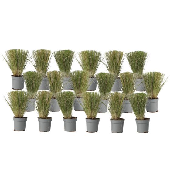 Meksikon sulkheinä - 18 kpl - Stipa tenuifolia 'Pony Tails' - K20-30cm - ⌀9cm
