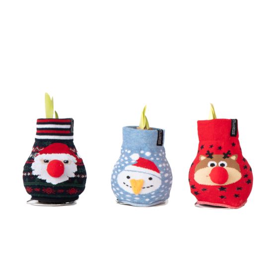 Amaryllis - 3 kpl - Hippeastrum 'Xmas Sweater Mix' - Kukkasipuli - Punainen