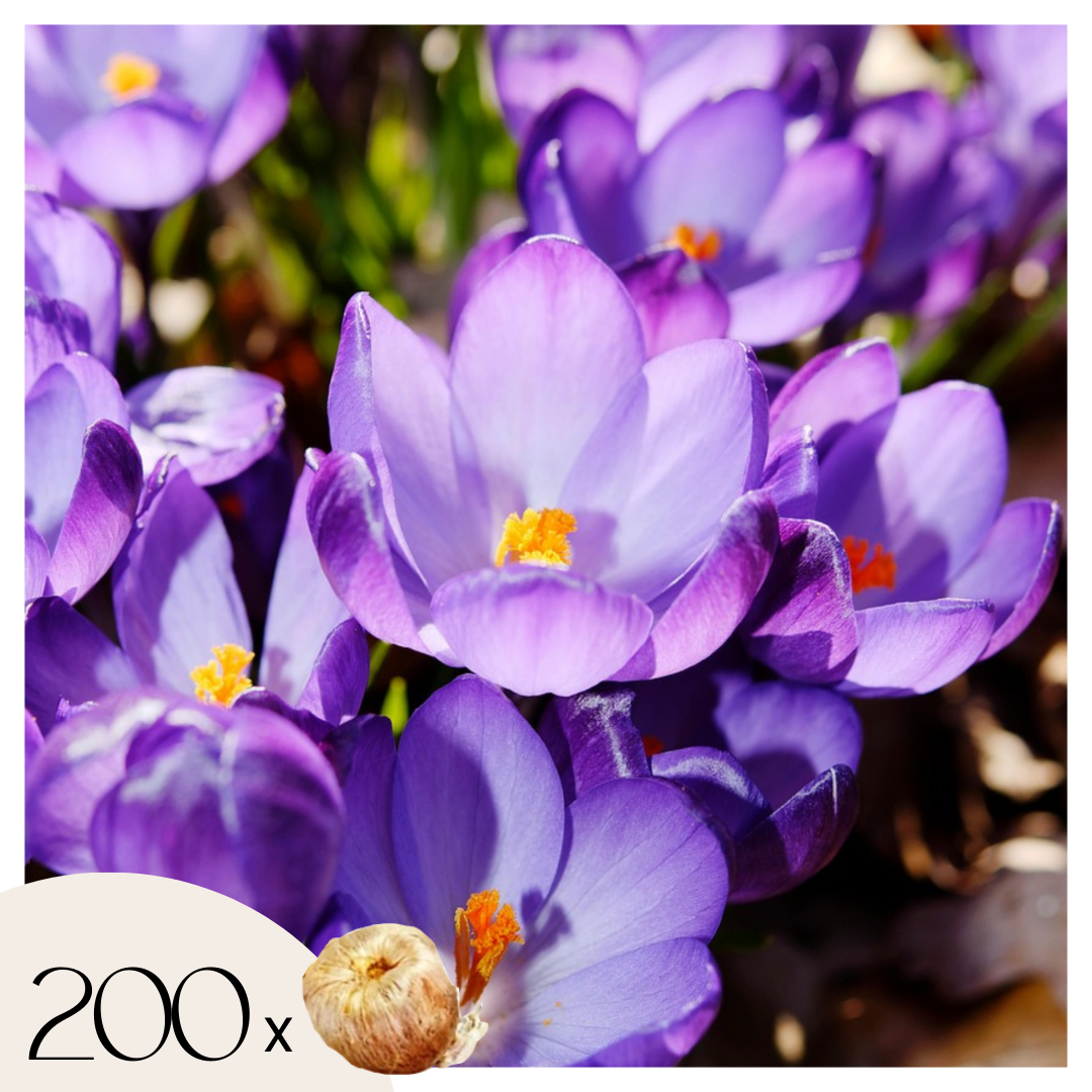Krookussipulit - 200 kpl - Crocus 'Ruby Giant' - Kukkasipulit - Purppura
