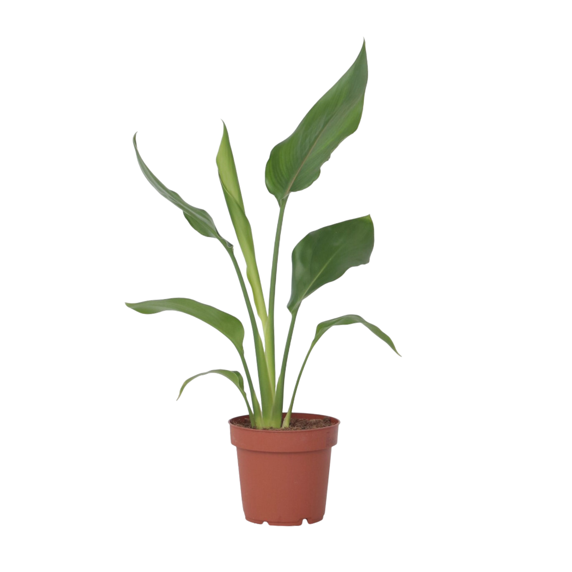 Paratiisilintu - Strelitzia reginea - Korkeus 25-40cm - ⌀9cm