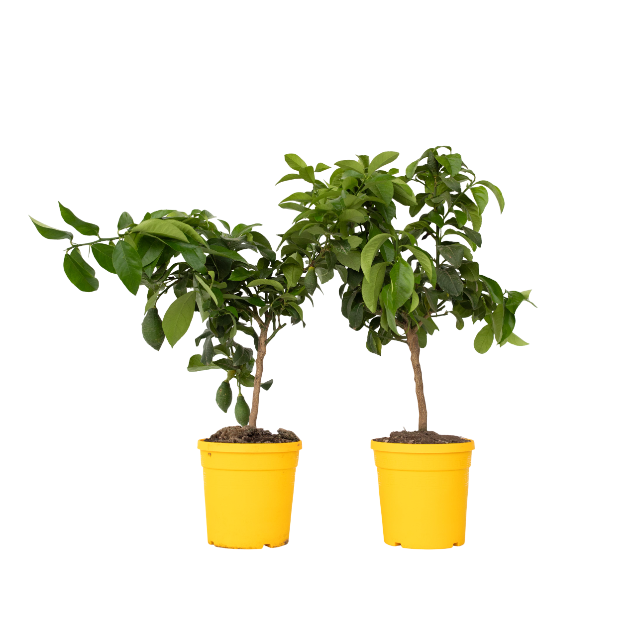 Sitruunapuu - 2 kpl - Citrus limon - Korkeus 60-70 cm - ⌀19 cm