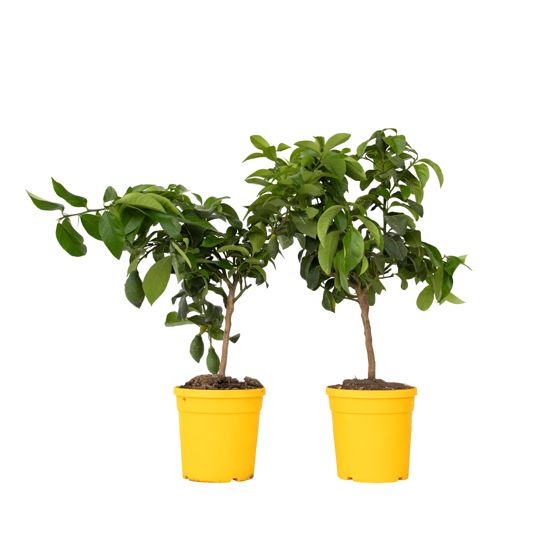 Sitruunapuu - 2 kpl - Citrus limon - Korkeus 60-70 cm - ⌀19 cm