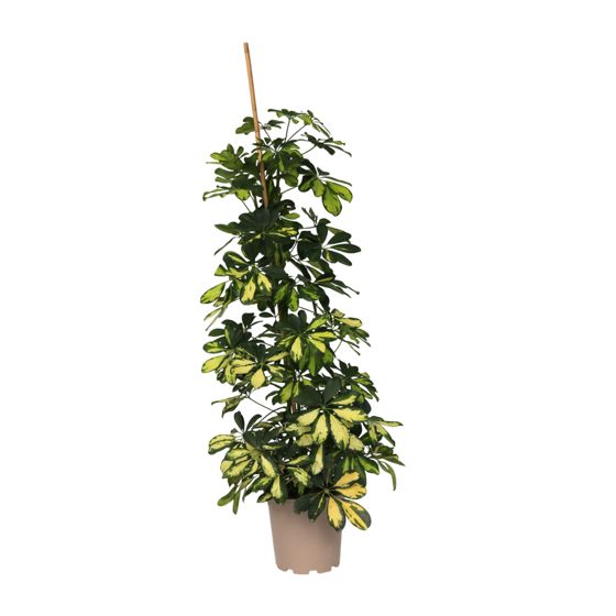 Sateenvarjokasvi - Schefflera 'Dalton' - Korkeus 90-100cm - ⌀21cm