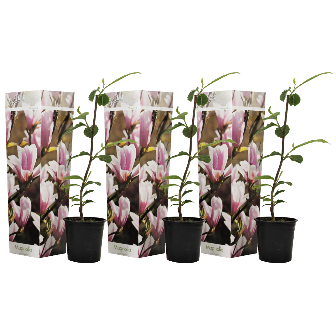 Magnoliat - 3 kpl - Magnolia 'Soulangea' - Korkeus 25-40 cm - ⌀9 cm