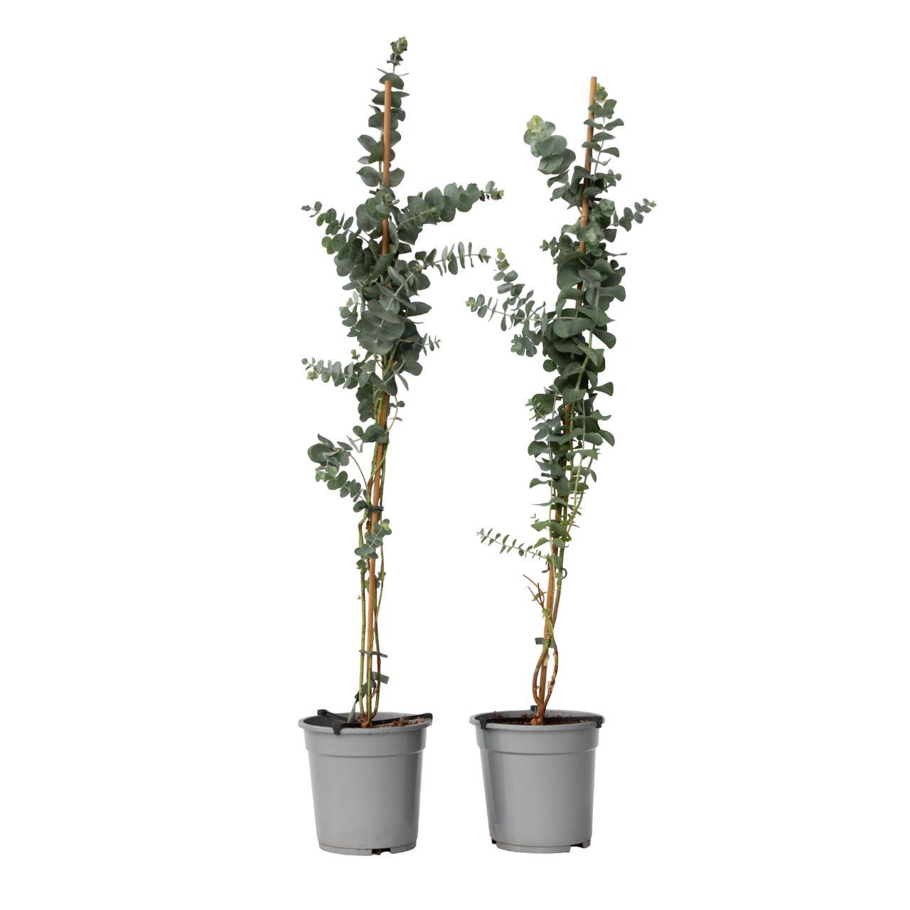 Eukalyptus - 2 kpl - Eucalyptus 'Silver Dollar' - Korkeus 90-110cm - ⌀19cm
