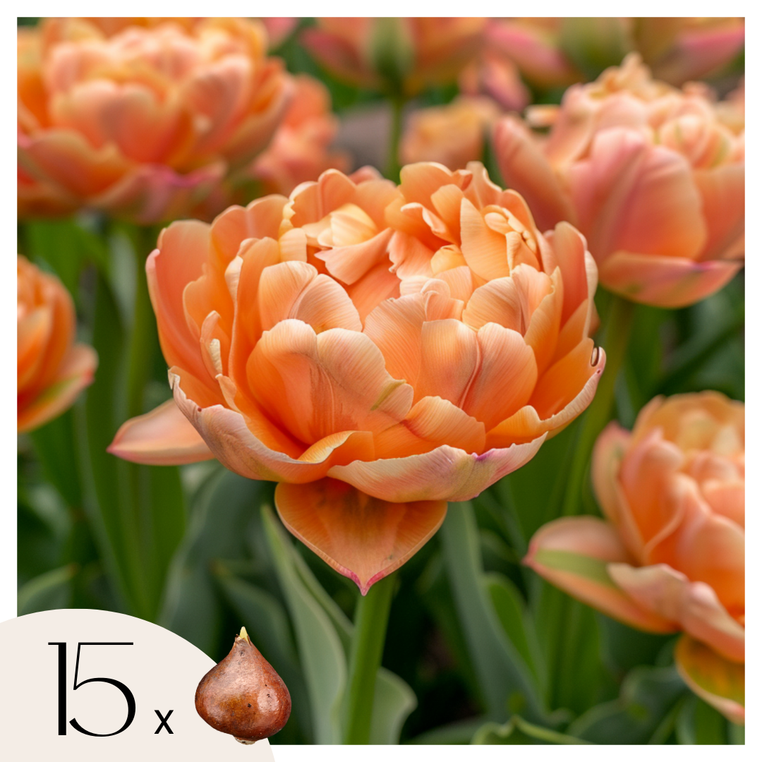 Tulppaaninsipulit - 15 kpl - Tulipa 'Copper Image' - Kukkasipulit