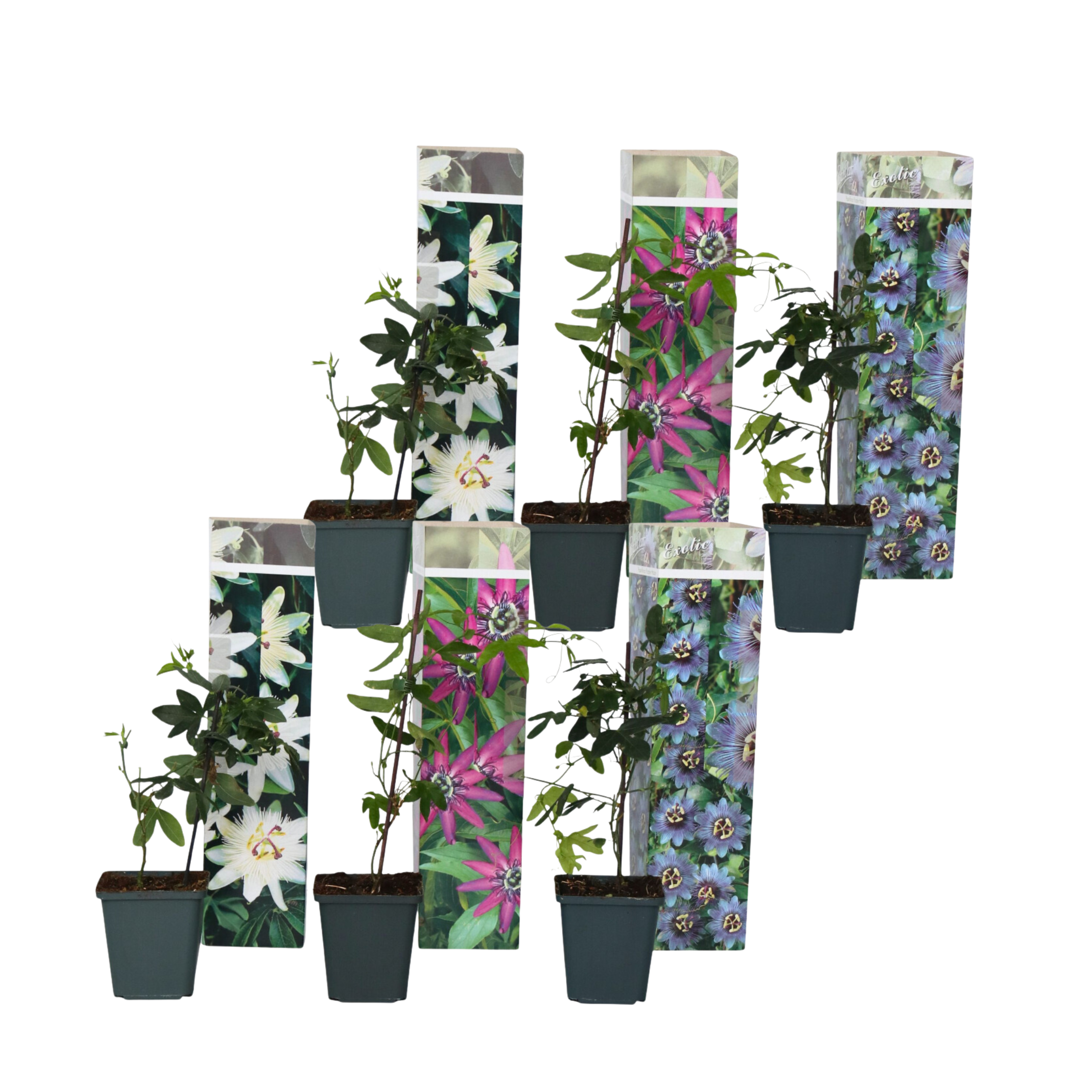 Kärsimyskukka - 6 kpl - Passiflora hybridum - Korkeus 25–40cm - ⌀9cm
