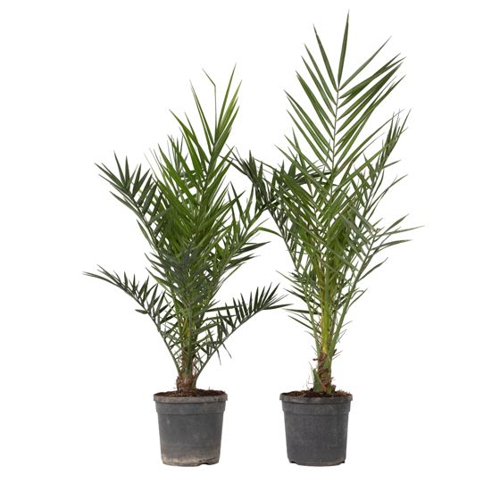 Kanariinipalmu - 2 kpl - Phoenix canariensis - Korkeus 80-100 cm - ⌀19 cm