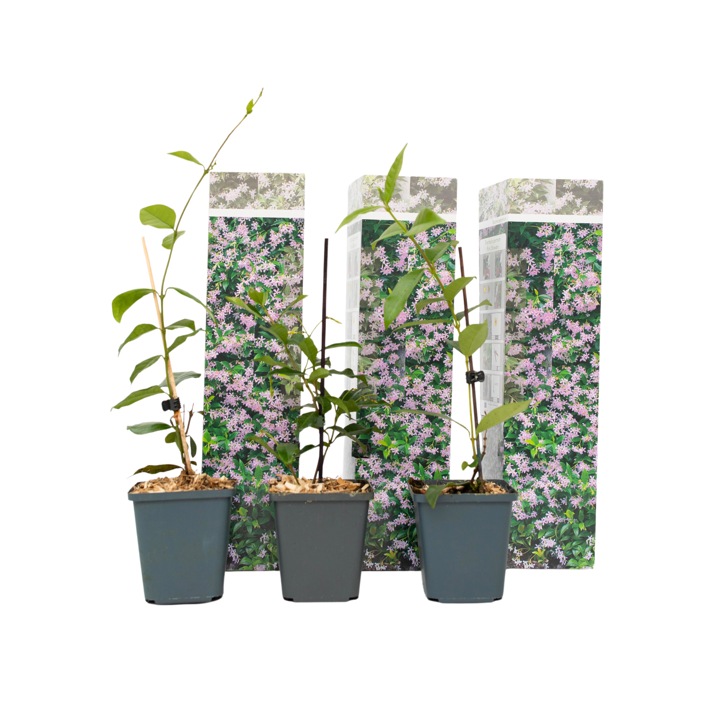 Jasmiinitähti - 3 kpl - Trachelospermum jasminoides - Korkeus 25-40cm - ⌀9cm