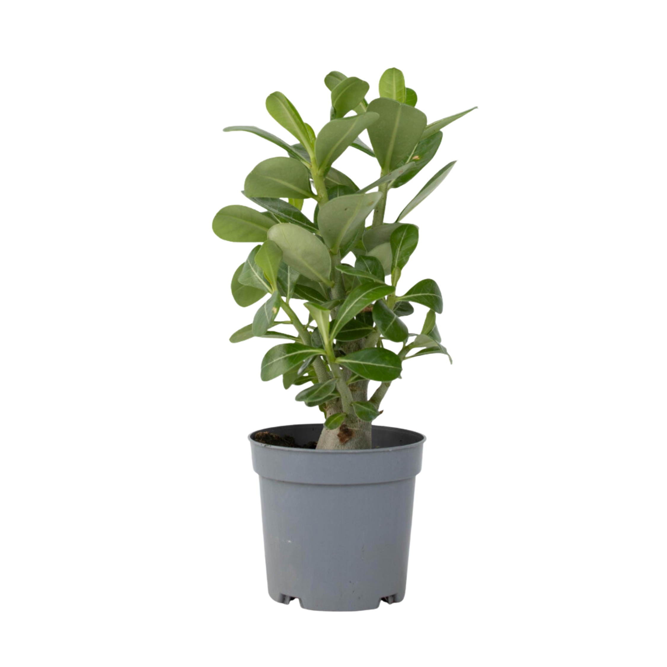 Aavikkoruusu - Adenium obesum - Korkeus 25-40cm - ⌀105cm
