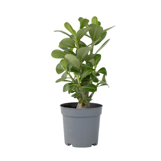 Aavikkoruusu - Adenium obesum - Korkeus 25-40cm - ⌀10,5cm