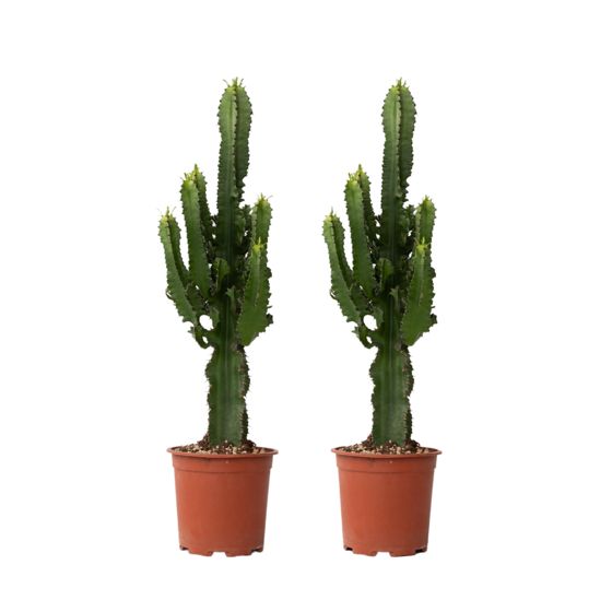Kandelabri-kaktus - 2 kpl - Euphorbia ingens - Korkeus 50-60 cm - ⌀17 cm