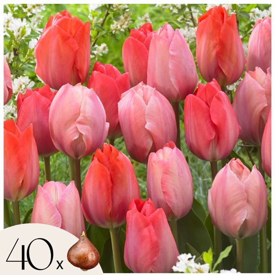 Tulppaanin sipulit - 40 kpl:n setti - Tulipa 'Salmon', 'Van Eijk' - Kukkasipulit