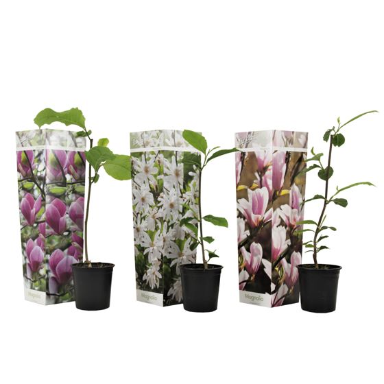 Magnoliat - 3 kpl - Magnolia - Korkeus 25-40 cm - ⌀9 cm