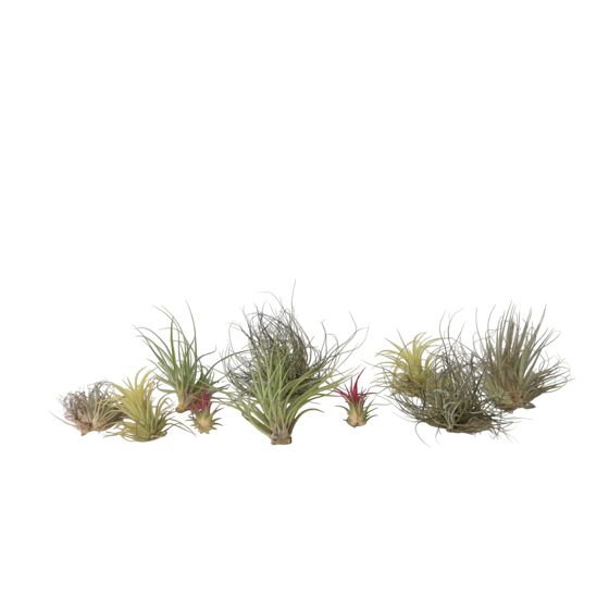 Ilmakasvi - 10 kpl - Tillandsia - Korkeus 5-15cm - ⌀5cm