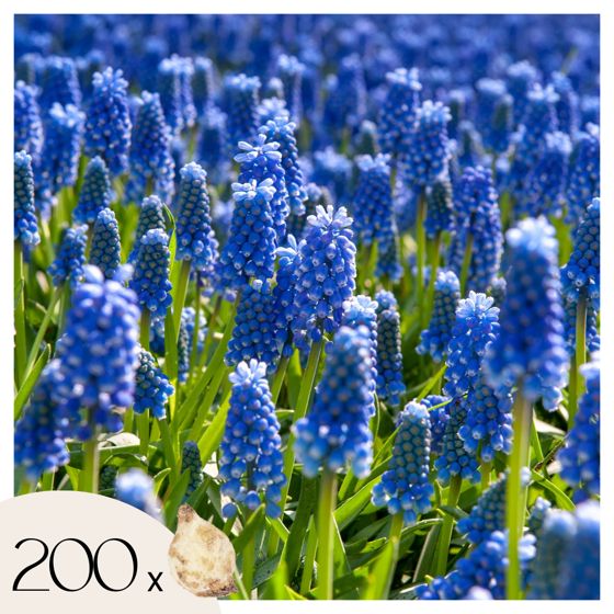 Helmililjat - 200 kpl - Muscari armeniacum - Kukkasipulit - Sininen
