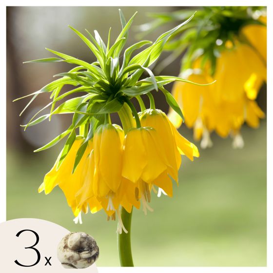 Käärmeenpääfritillaria - 3 kpl - Fritillaria lutea - Kukkasipulit - Keltainen