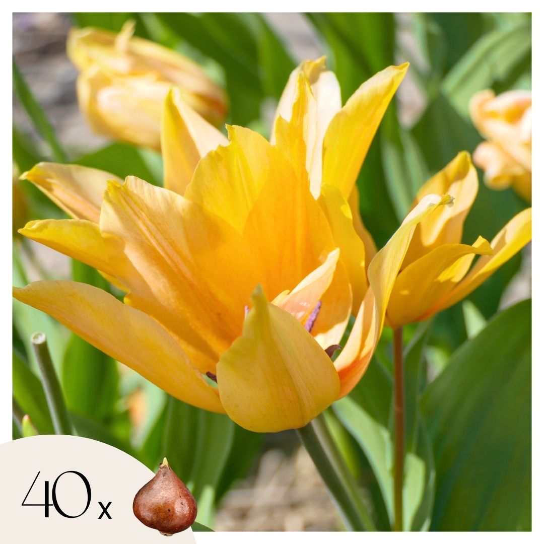 Tulppaaninsipulit - 40 kpl - Tulipa 'Prastants Shogun' - Kukkasipulit - Oranssi