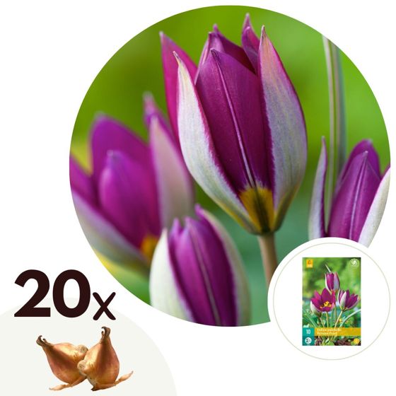 Tulppaaninsipulit - 20 kpl - Tulipa 'Pulchelle Persian Pearl' - Violetti