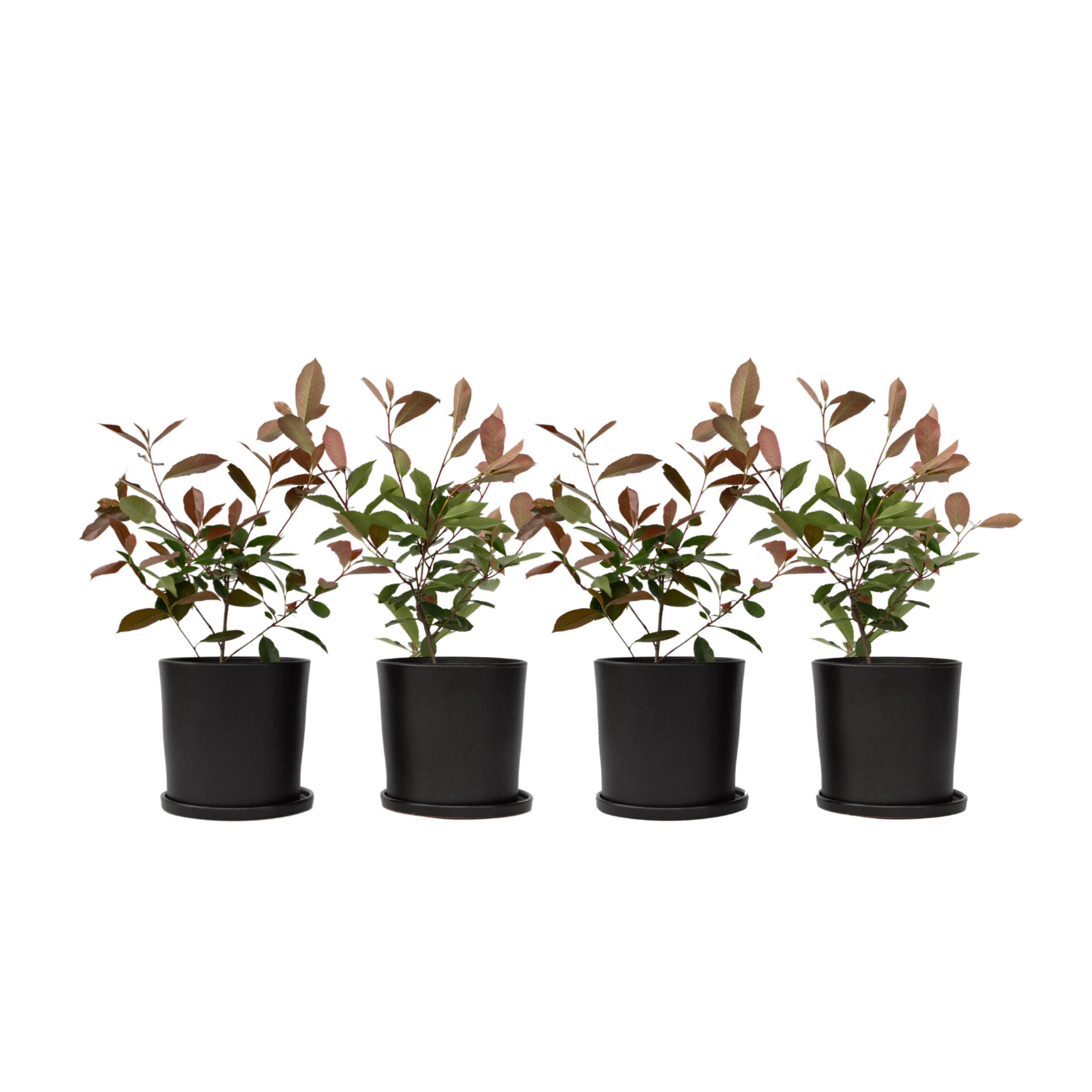 Joulumarja - 4 kpl - Photinia fraseri 'Red Robin' - Korkeus 30-40 cm - ⌀17 cm