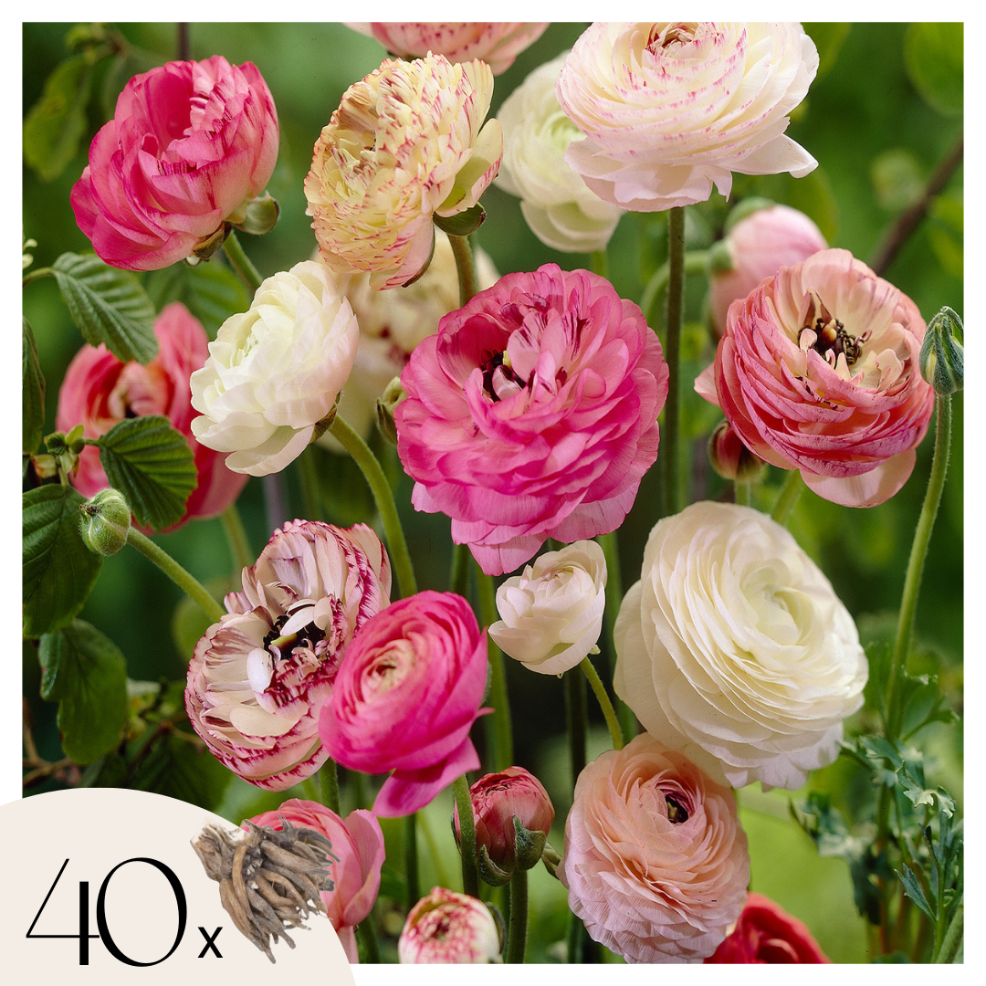 Leinikki - 40 kpl - Ranunculus - Kukkasipulit