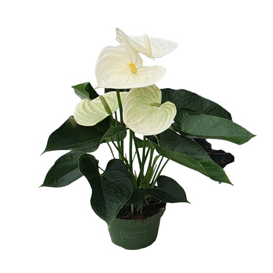 Anthurium - 'Alpine White' - Korkeus 40-55cm - ⌀14cm