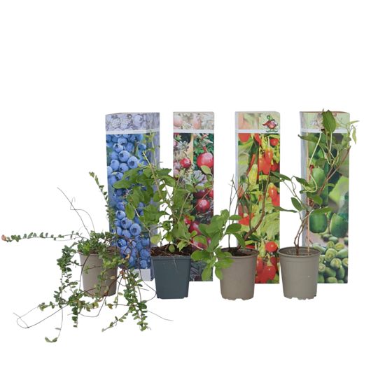 Smoothie-sekoitus - 4 kpl. - Actinidia, Vaccinium, Lycium - K25-40cm - ⌀9cm