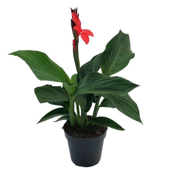 Intian kannus - Canna 'Cannova' - Korkeus 35-45 cm - ⌀17 cm