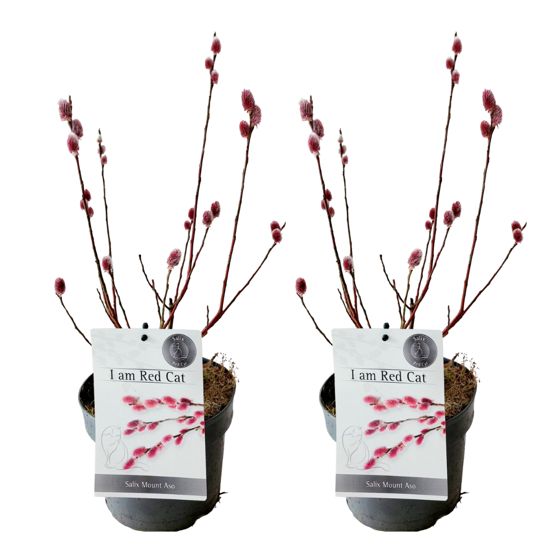 Japanin punainen kissapaju - 2 kpl. - Salix 'Mount Aso' - K40-50cm - ⌀17cm