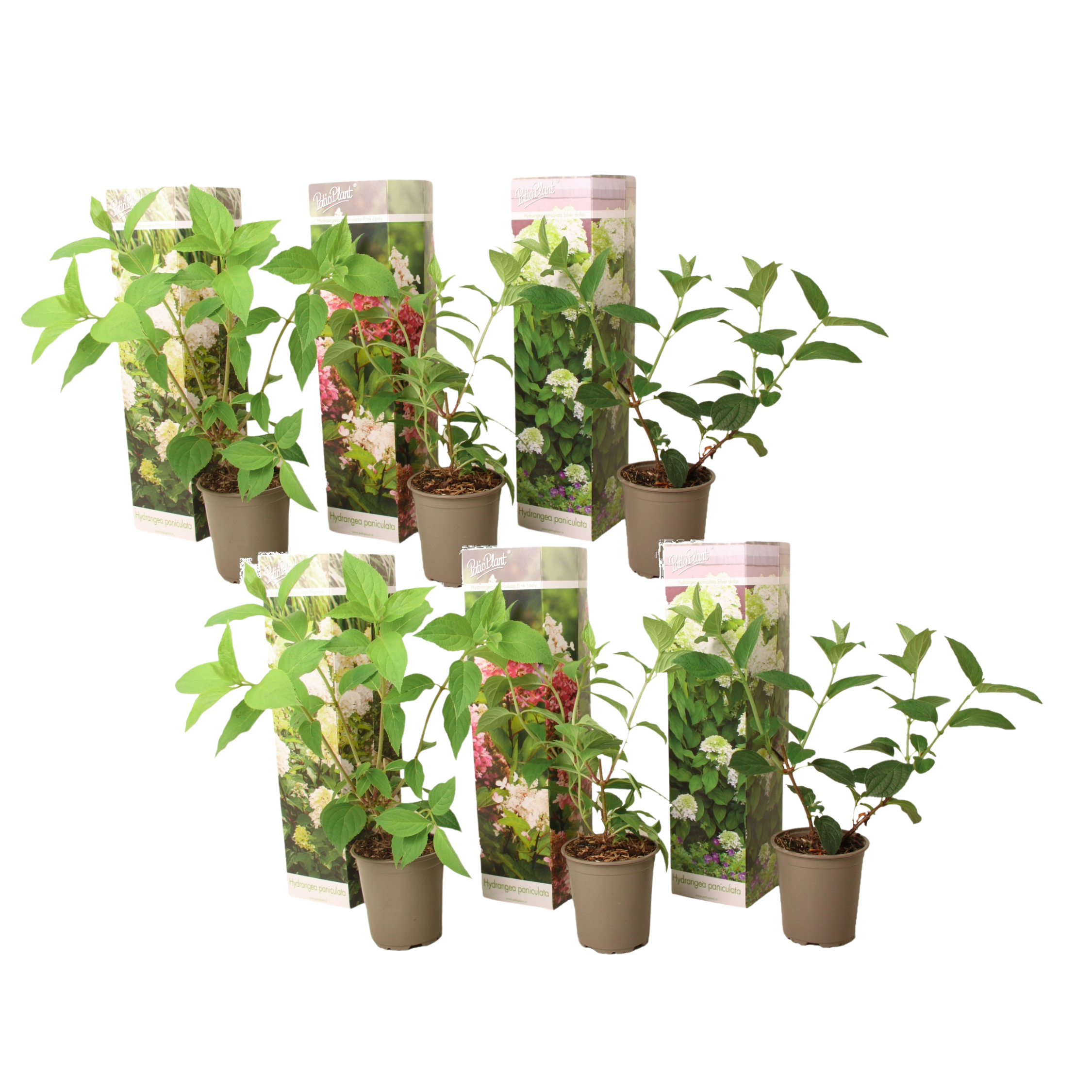 Hortensia - 6 kpl - Hydrangea paniculata - Korkeus 25-35cm - ⌀9cm