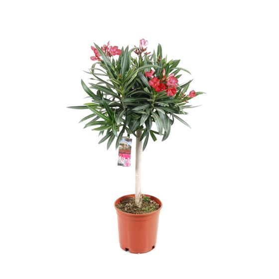 Ruusuangervo - Nerium oleander - Korkeus 80-90cm - ⌀21cm