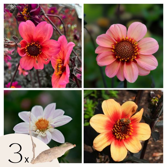 Daalian juurakot - 3 kpl - Dahlia 'Happy Single Mix' - Kukkasipulit