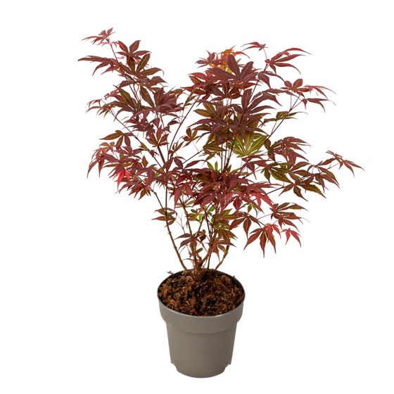 Punalehtinen japaninvaahtera 'Atropurpureum' - Acer palmatum - K35-55cm - ø15cm
