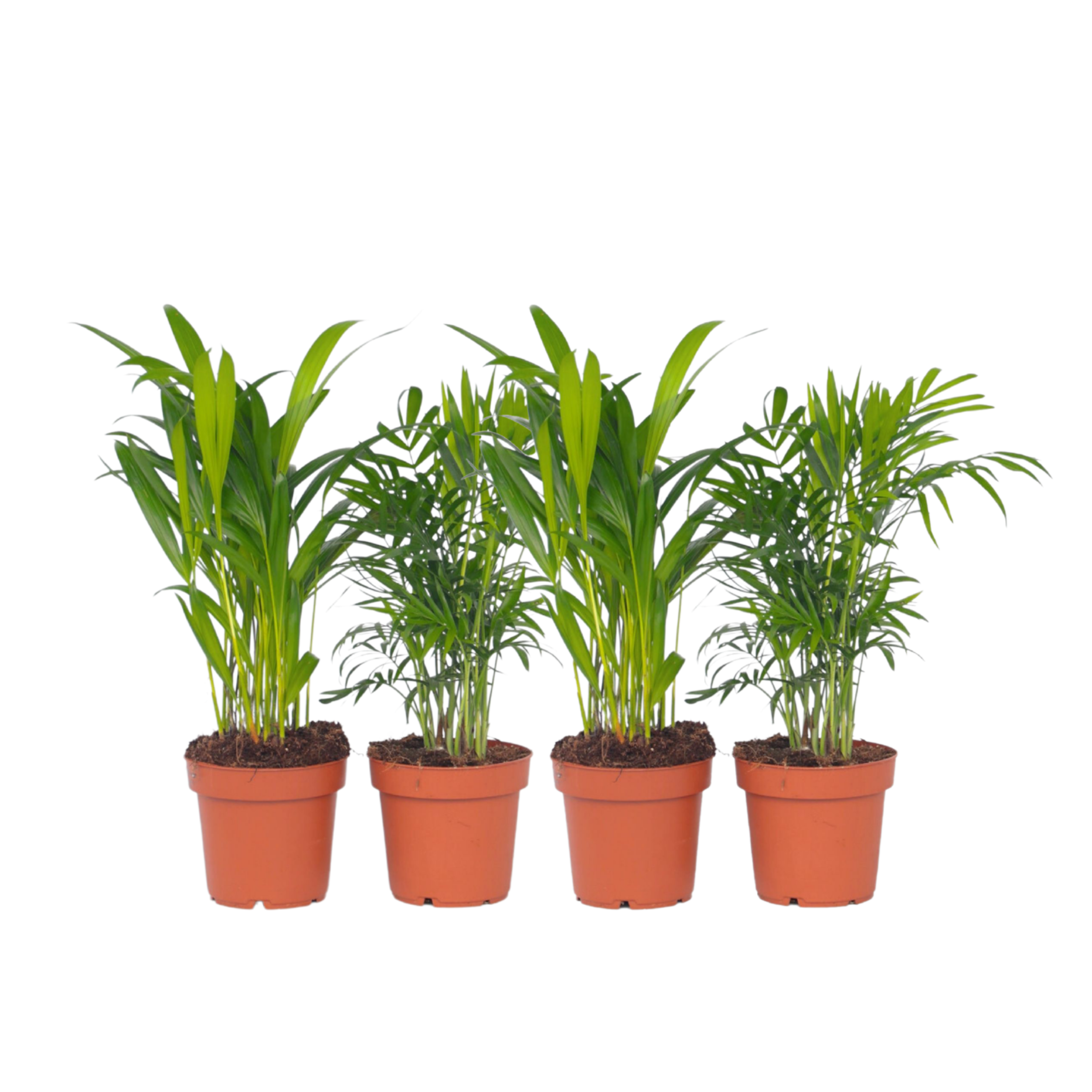 Mini sisäpalmi-sekoitus - 4 kpl - Dypsis Chamaedorea - Korkeus 25-40cm - ⌀12cm