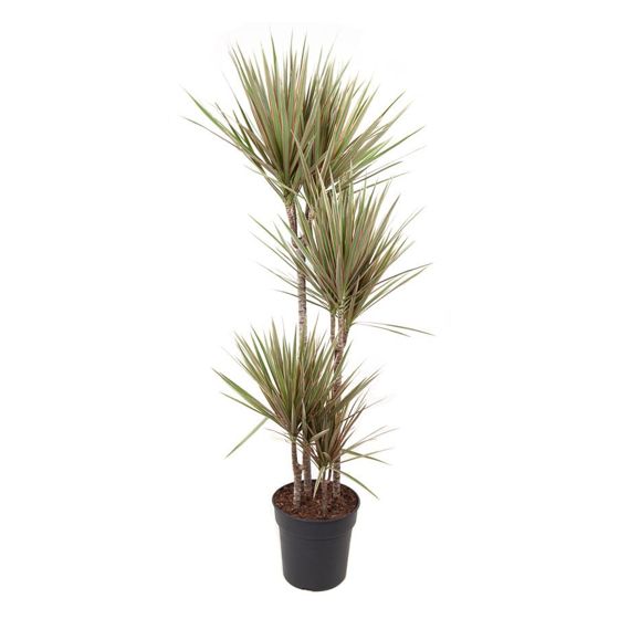Madagaskarin lohikäärmepuu - Dracaena marginata 'Bicolor' - K140-150cm - ⌀27cm