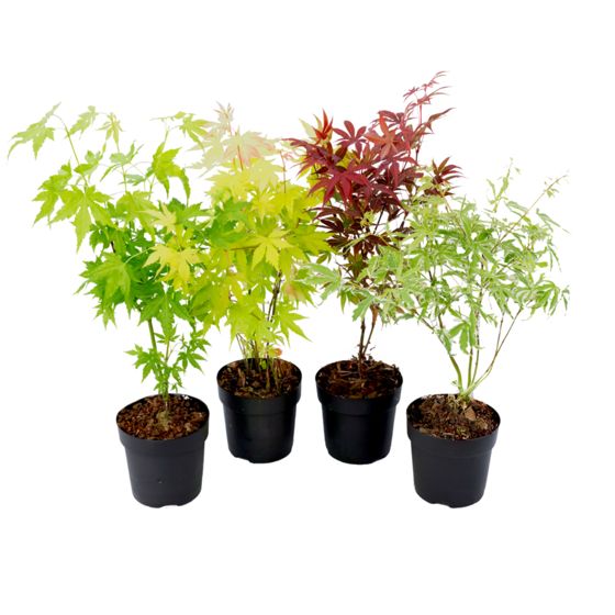 Japanin vaahtera - 4 kpl - Acer palmatum - Korkeus 25-40cm - ⌀10,5cm