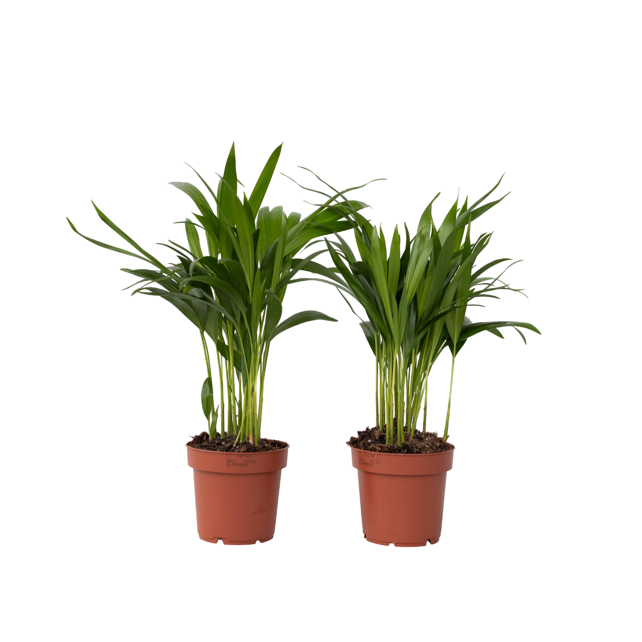 Arekapalmu - 2 kpl - Dypsis lutescens - Korkeus 30-45cm - ⌀12cm