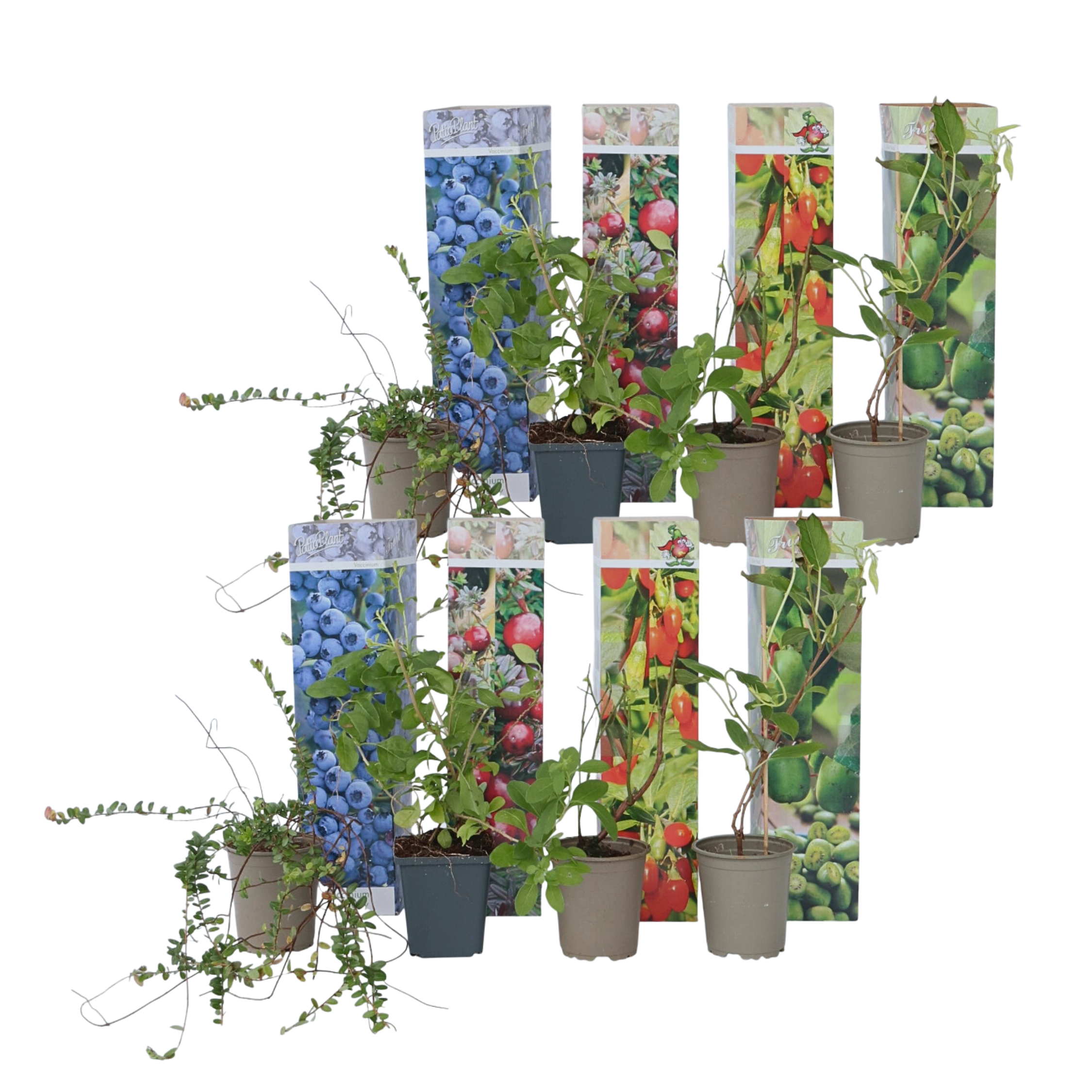 Smoothie-sekoitus - 8 kpl. - Actinidia Vaccinium Lycium - K25-40cm - ⌀9cm