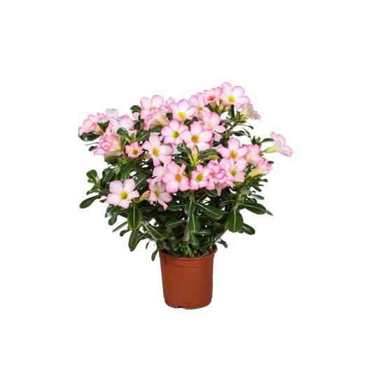Aavikkoruusu - Adenium obesum 'Pink Star' - Korkeus 30-50cm - ⌀14cm