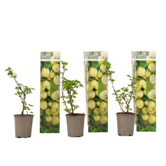 Euroopan karviainen - 3 kpl - Ribes uva-crispa - Korkeus 25-40 cm - ⌀9 cm