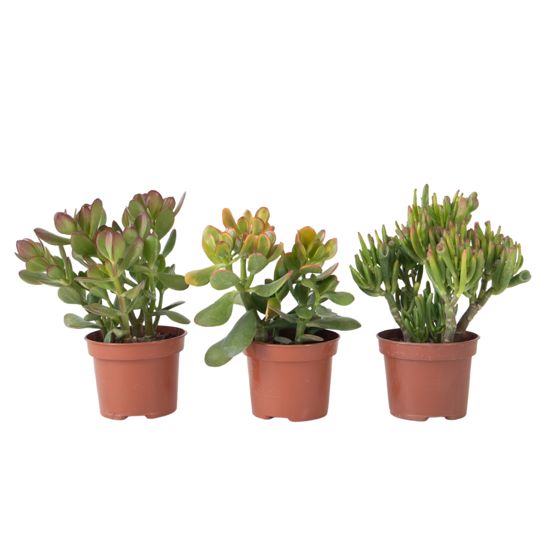 3 kasvin sekoitus - Crassula ovata Minor,Hobbit,Sunset - Korkeus 10–25cm - ø12cm